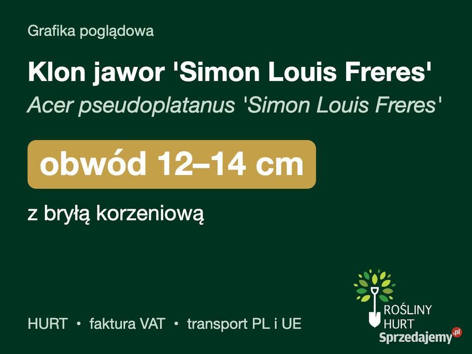 Klon jawor Simon Louis Freres obwód 1214 z bryłą