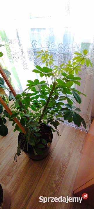 Szeflera mazowieckie Lipowiec Kościelny