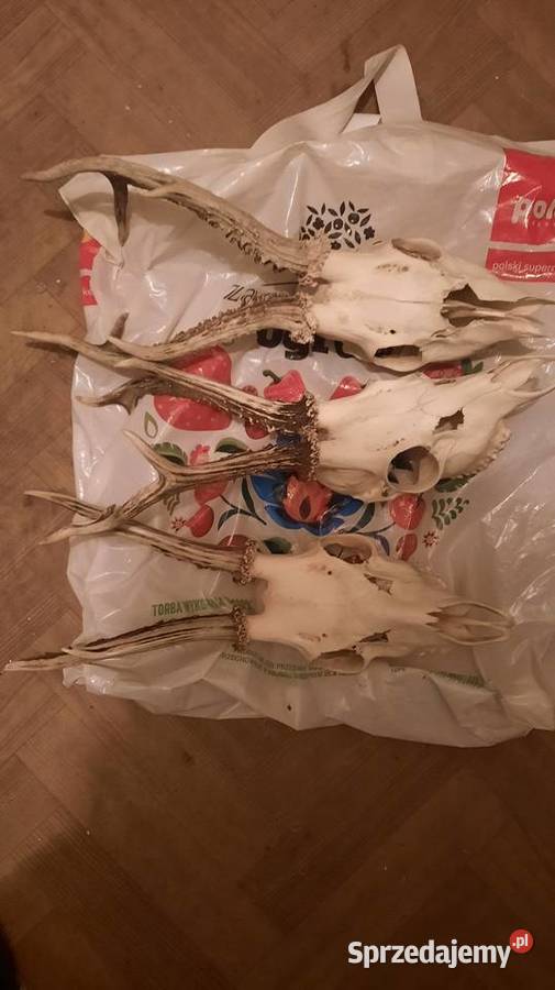 Sprzedam rogi poroże jelenia osiemnastak warmińsko-mazurskie Nidzica sprzedam