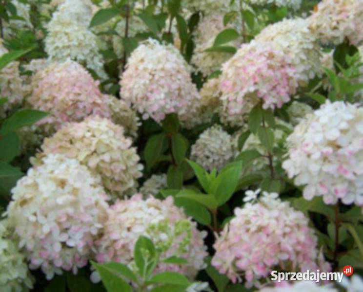 HORTENSJA GRANDIFLORA sadzonki w doniczkach Ustronie