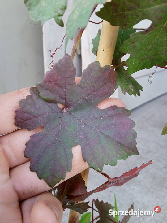 Winorośl ozdobna kujawsko-pomorskie Mrocza