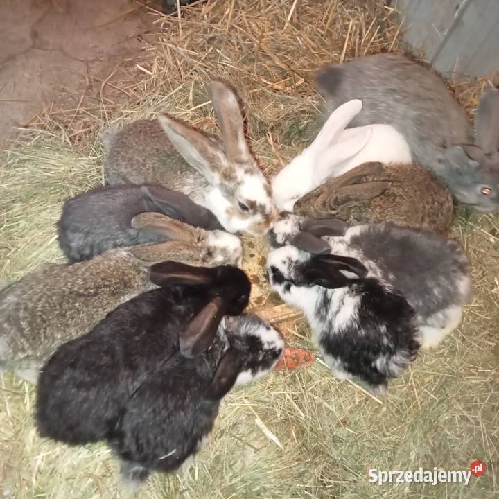 Sprzedam króliki w różnym wieku łódzkie Trzepnica