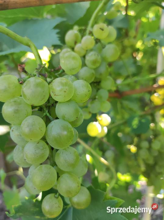 Winogrona na wino i soki sadzonki winorośli sprzedam