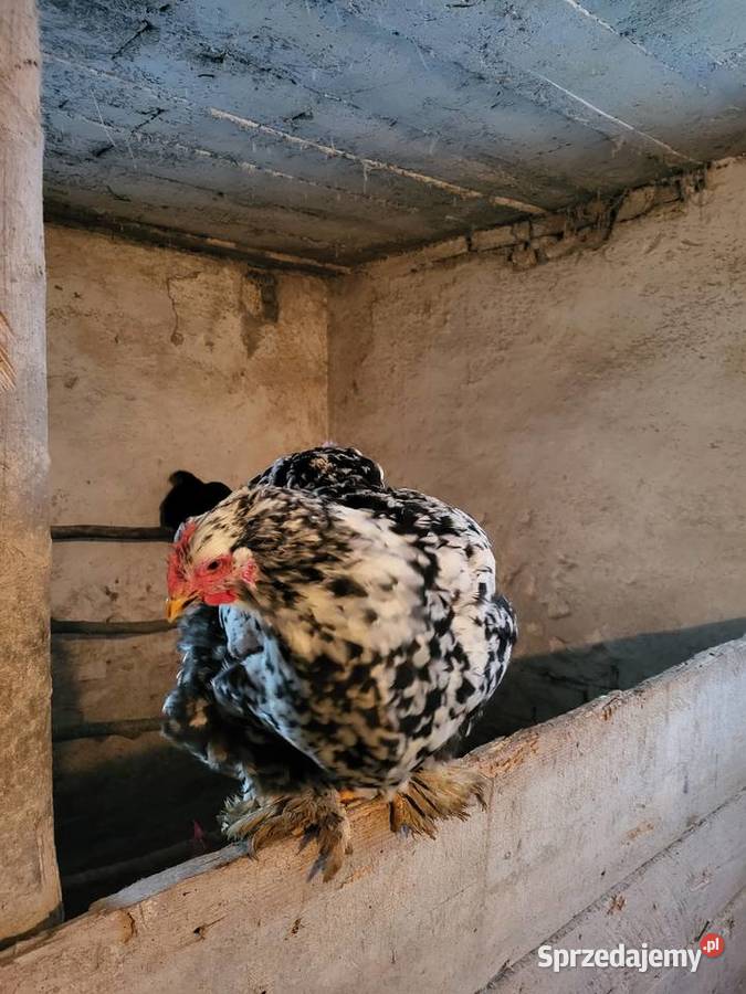 Kury Kochin Olbrzymi Kramarzówka