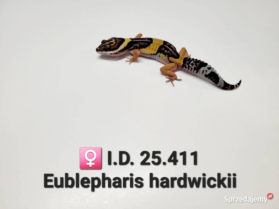 Eublepharis hardwickii gekon śląskie Zawiercie
