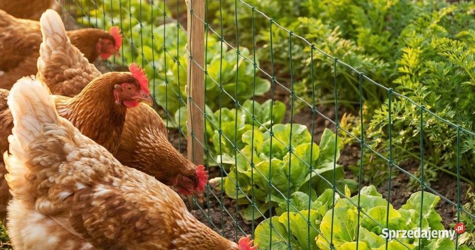 Siatka leśna powlekana OC PCV ogrodzeniowa