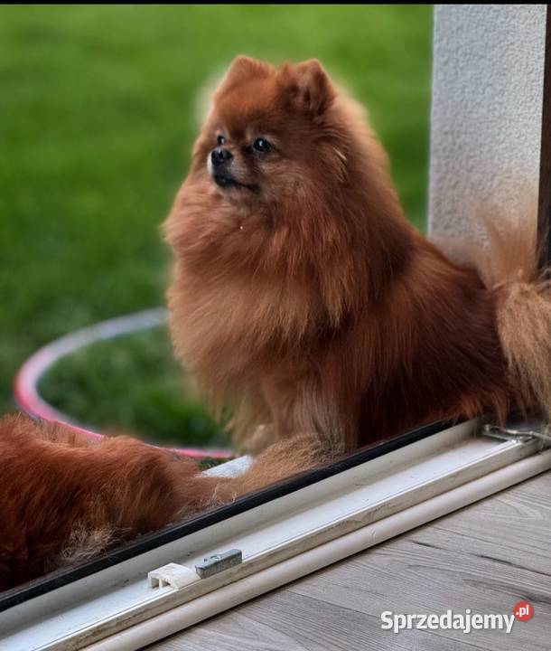 Szpic miniaturowy Pomeranian Mis mazowieckie Warszawa