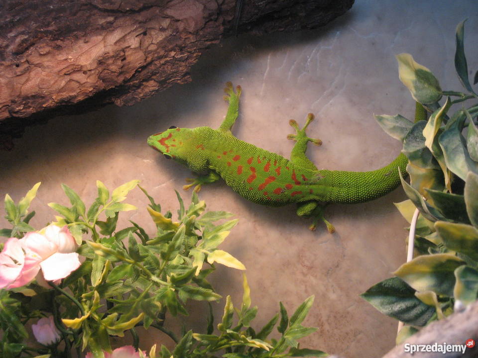 FelsumyFelsuma Madagaskarska Grandis High Red ni Warszawa sprzedam