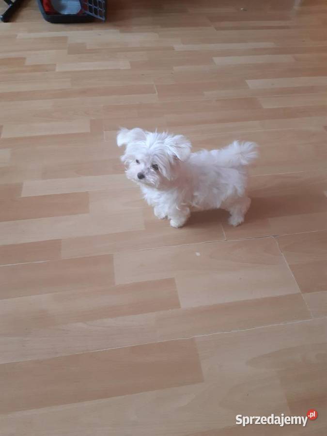 Suczka maltanczyka Puławy