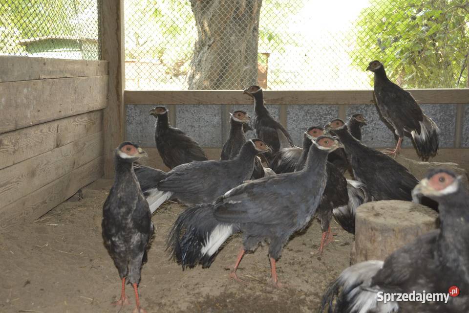 Bażanty uszaki brunatne Ptaki