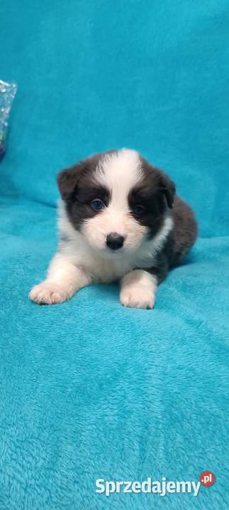 Border Collie szczenięta FCI Lilac niebieskie Nowy Sącz