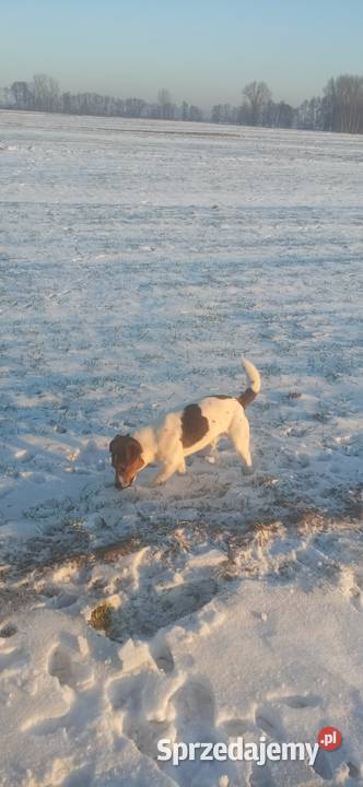 Jack russel terierr reproduktor Bieliny