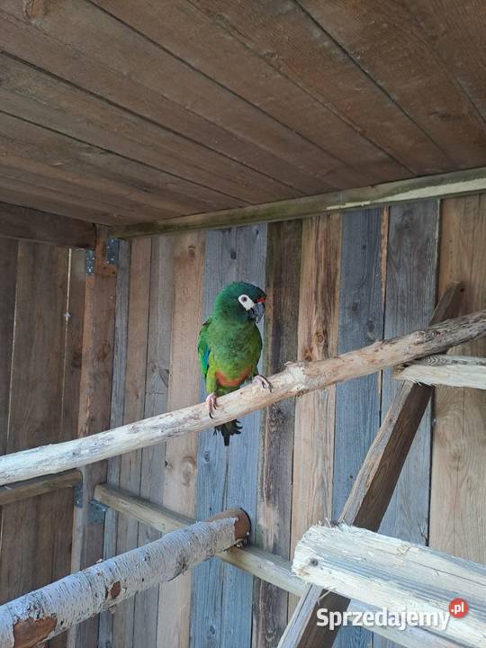 Sprzedam Arę Marokane