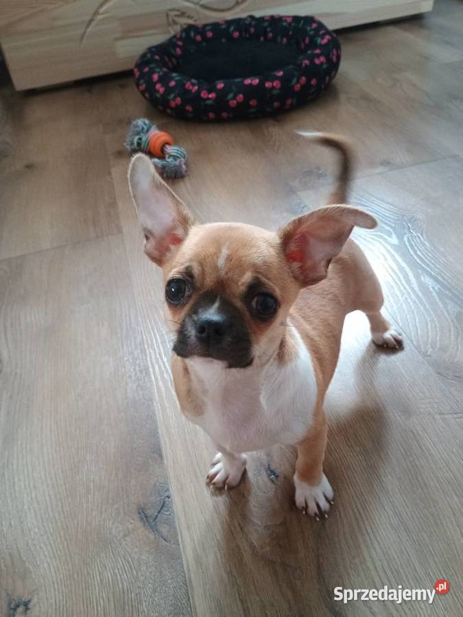Chihuahua malutki wyjątkowy xxs Radomsko sprzedam