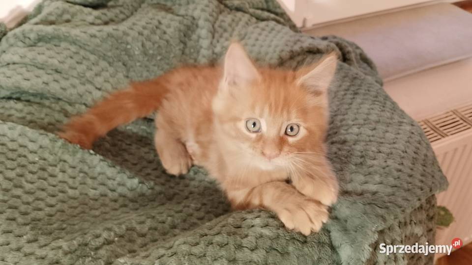 Kocurek Maine Coon Rodowód FPL lubuskie Bytom Odrzański