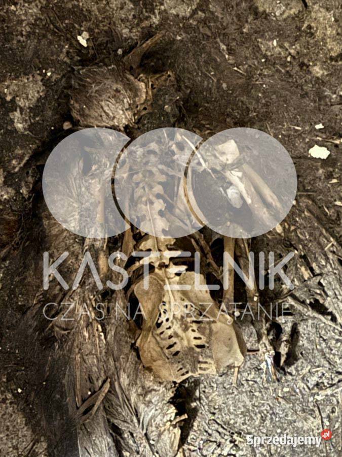 Sprzątanie gołębiach Dzierżoniów Kastelnik mycie Utrzymanie czystości