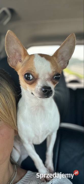 Sunia Chihuahua malutka przekochana dziewczynka