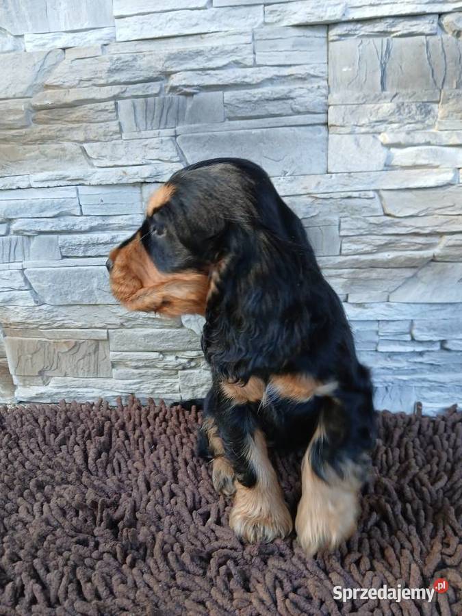 Śliczne Szczenięta Cocker Spaniel Angielski