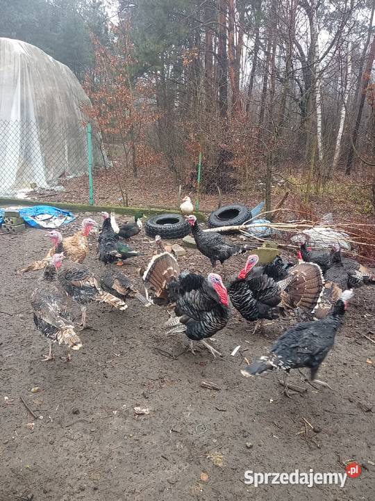 Sprzedam indory Radom