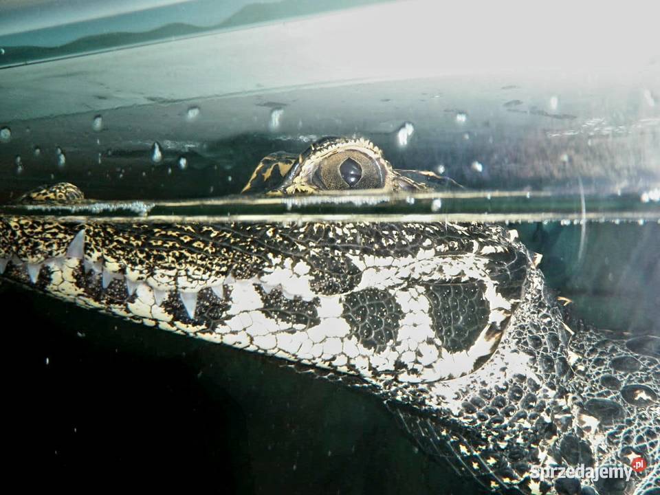 Młode Krokodyle krótkopyskie Osteolaemus sprzedam