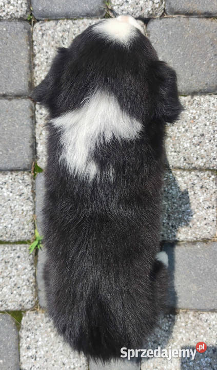 Rasowa suczka border collie z Hodowli komplet sprzedam