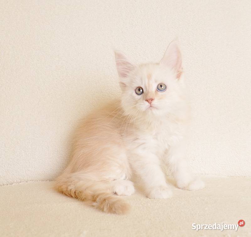 Prześliczny kocurek shaded Rodowód PZFWCF Zwierzęta podlaskie Białystok