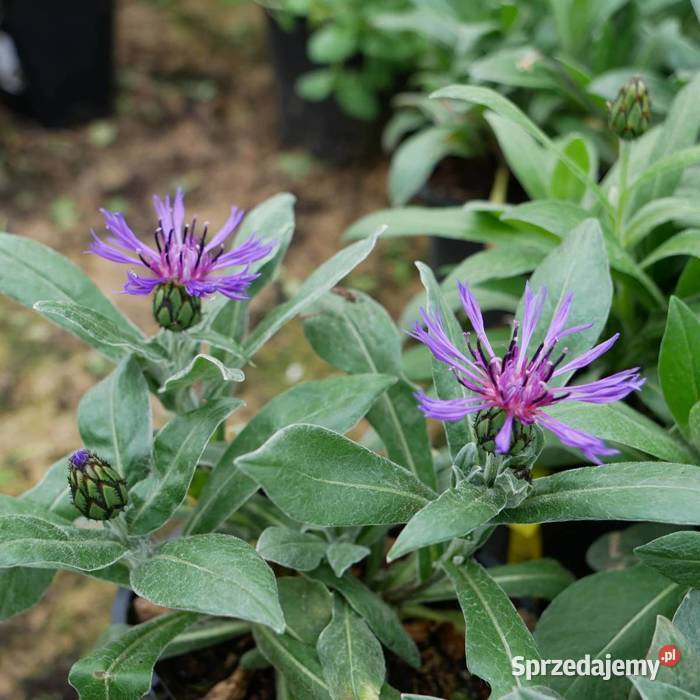 Chaber górski kwiaty niebieskieWieloletnia Łódź