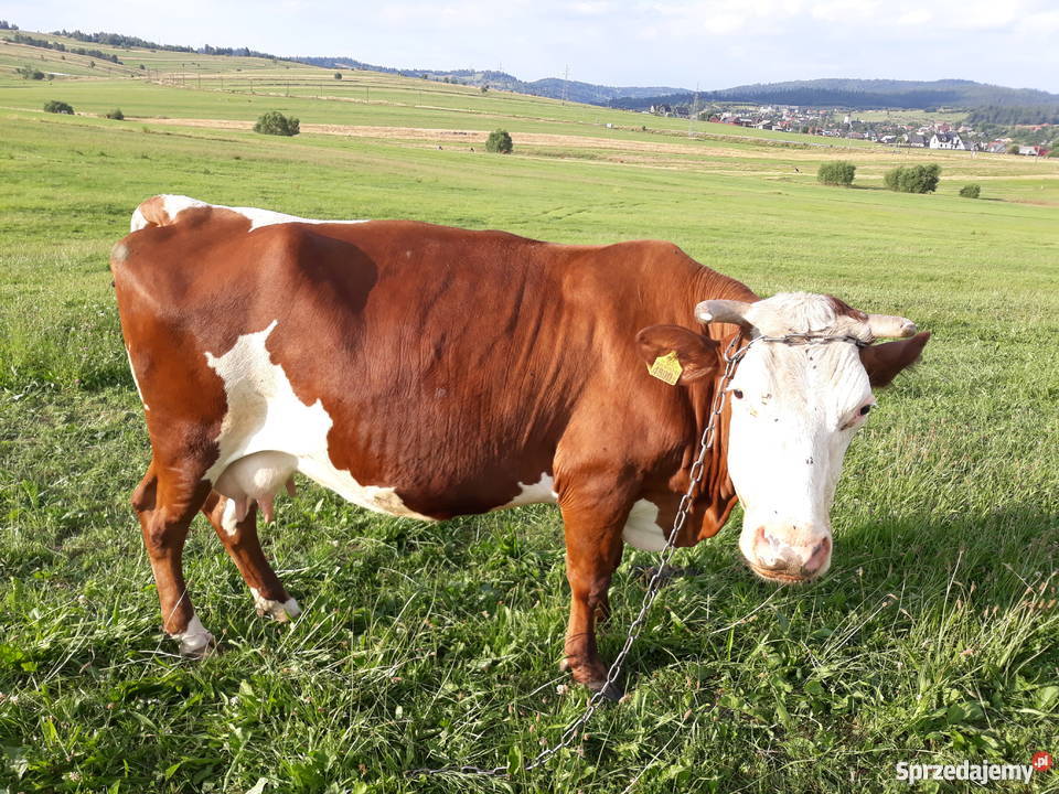 Krowa cielna Nowy Targ