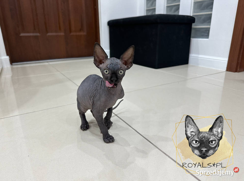 Czarny kocurek sfinks kanadyjski kocięta CEZAR Sfinks Częstochowa