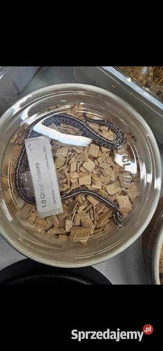 Waz zbozowy odmiany kolorystyczne mlode Koszalin