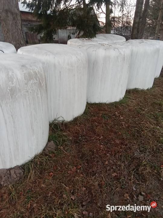 Sianokiszonka Szadek