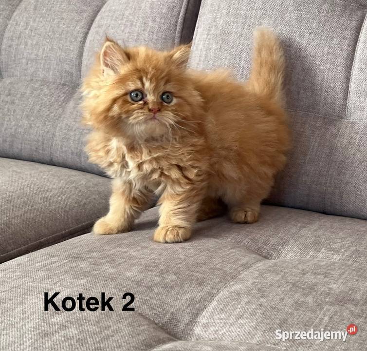 Rudobiszkoptowy kotek perski Perski Kalwaria Zebrzydowska