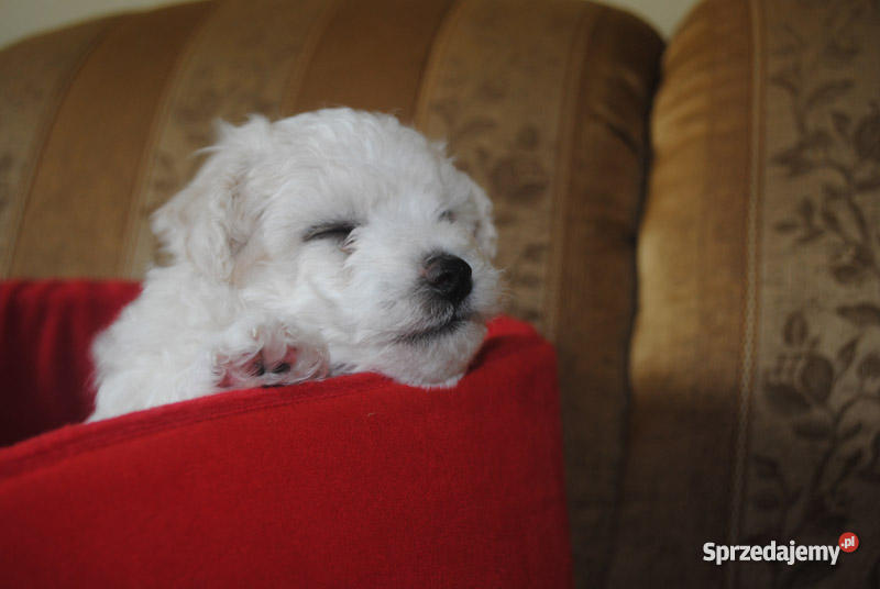 Bichon Frise Maltańczyk z rodowodem mazowieckie Łomianki