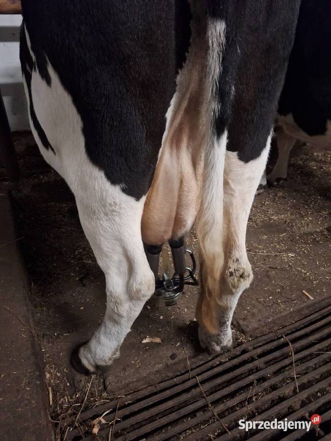 LIKWIDACJA STADA Myszyniec