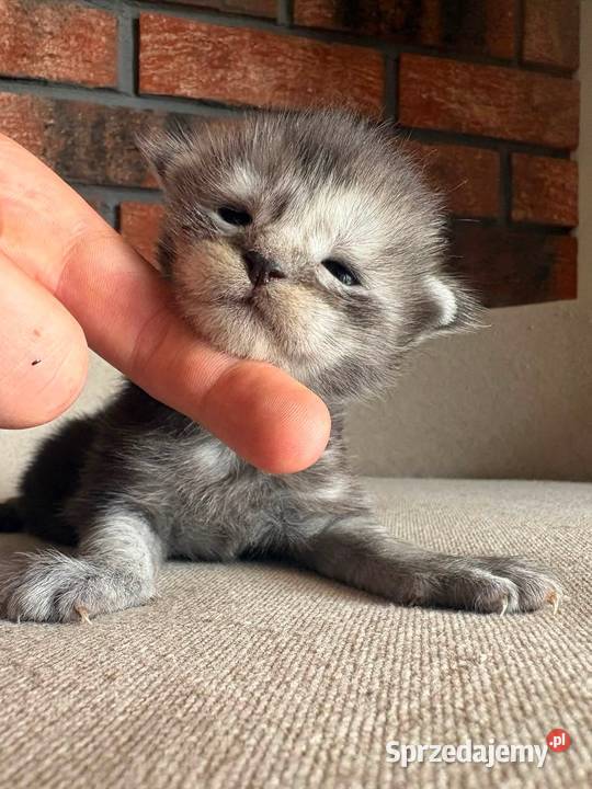 Maine Coon Oreo Szembruk