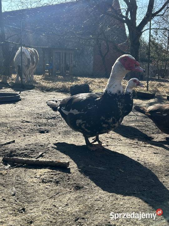 Sprzedam kaczora francuskiego zamienię