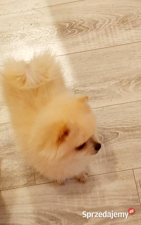 Przepiękne niedźwiadki rasy pomeranian