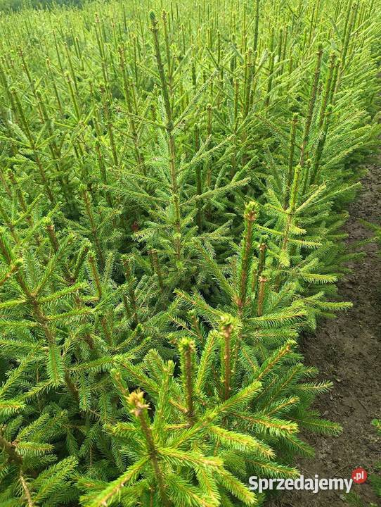 Świerk pospolity 80 110 Dom i Ogród Szczecinek sprzedam
