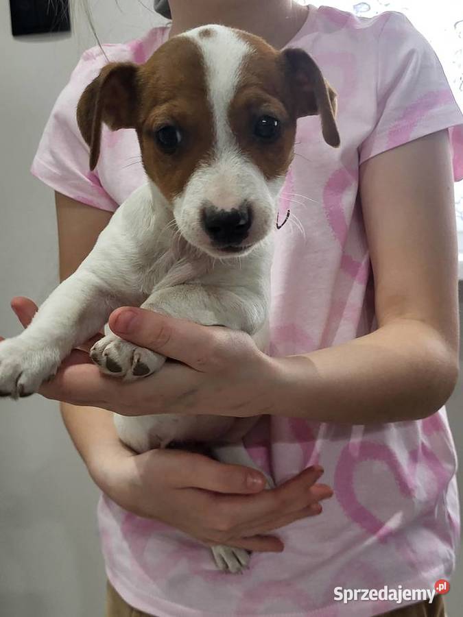 Jack russell terrier Zbąszyń