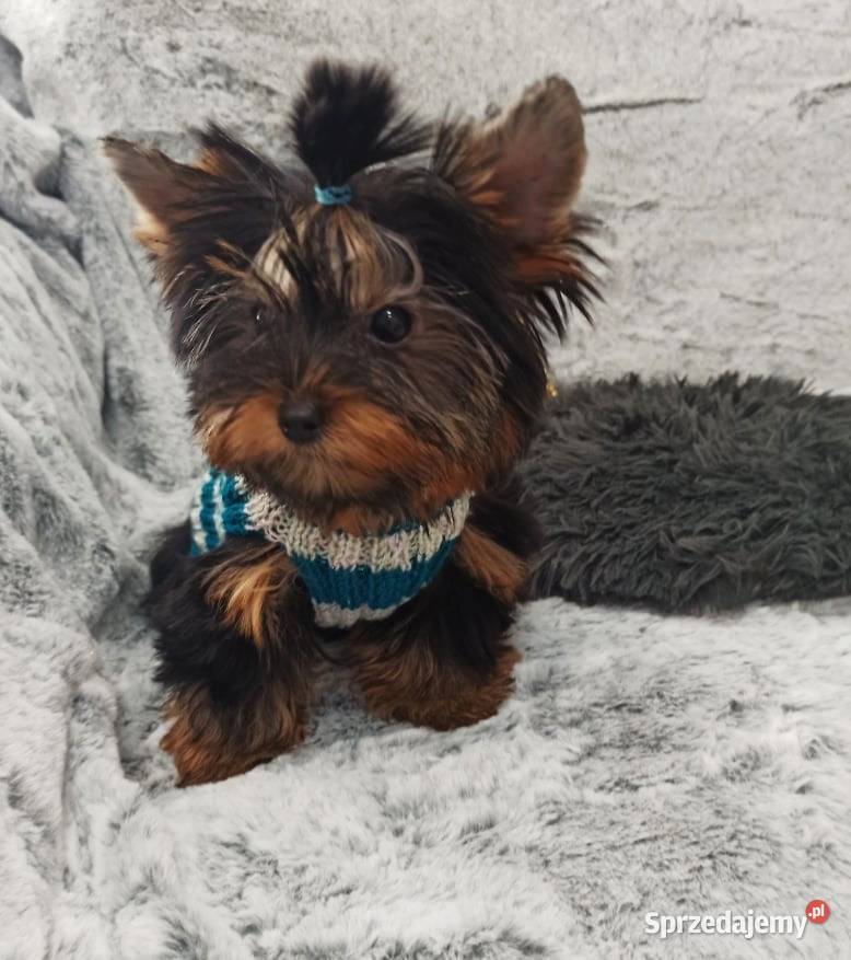 MEGA śliczny YORK Black and Tan do odbioru Opole