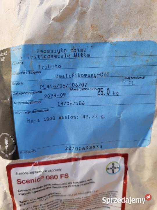 Pszenica ozima Wilejka pszenżyto ozime Tributo Zboża