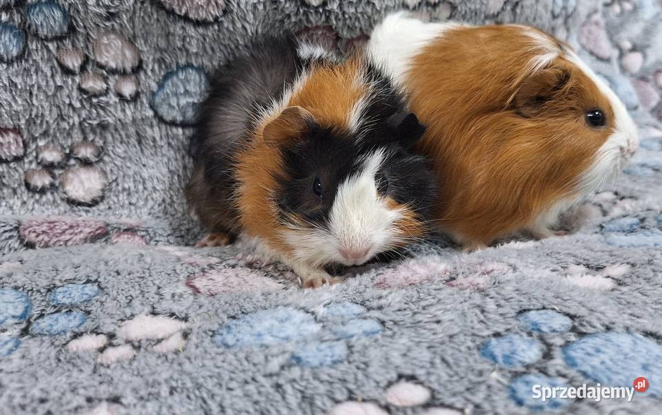 Świnki morskie samiczki cavia domowa Wołomin sprzedam