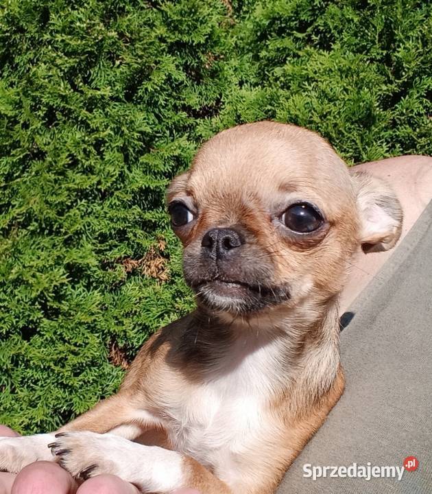 Przepiękna Laleczka Chihuahua Gotowa Do Odbioru Chihuahua wielkopolskie