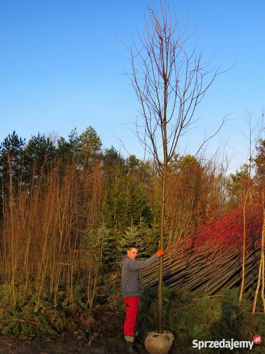 Duże drzewa alejowe Drzewo soliter Duża lipa Wisznice