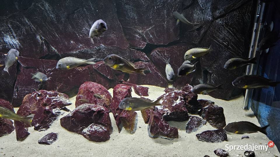 Akwarium z rybami WF Tropheus sp Crescentic Ryby Baligród sprzedam