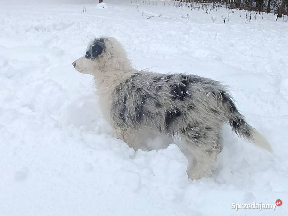 szczeniak pies BORDER COLLIE Blue Merle Skołyszyn