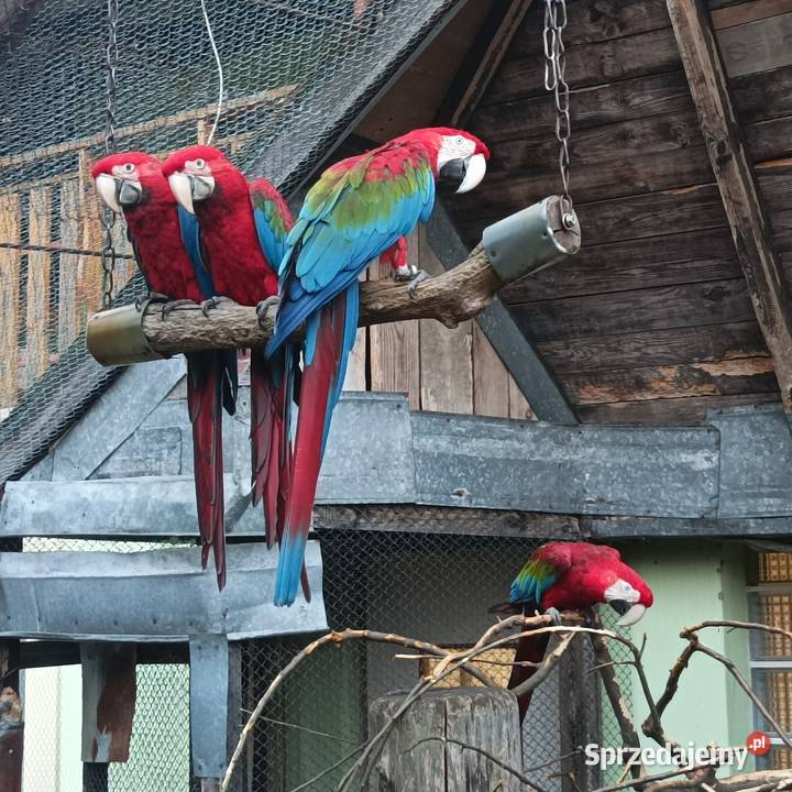 Ara zielonoskrzydła