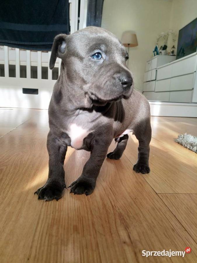Piękne szczenięta Amstaff Blue