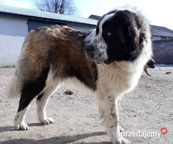 Moskiewski pies stróżujący Szczeniaki Rokiciny