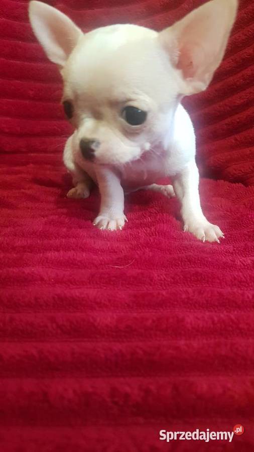 Pieski chihuahua śliczne mazowieckie Płońsk